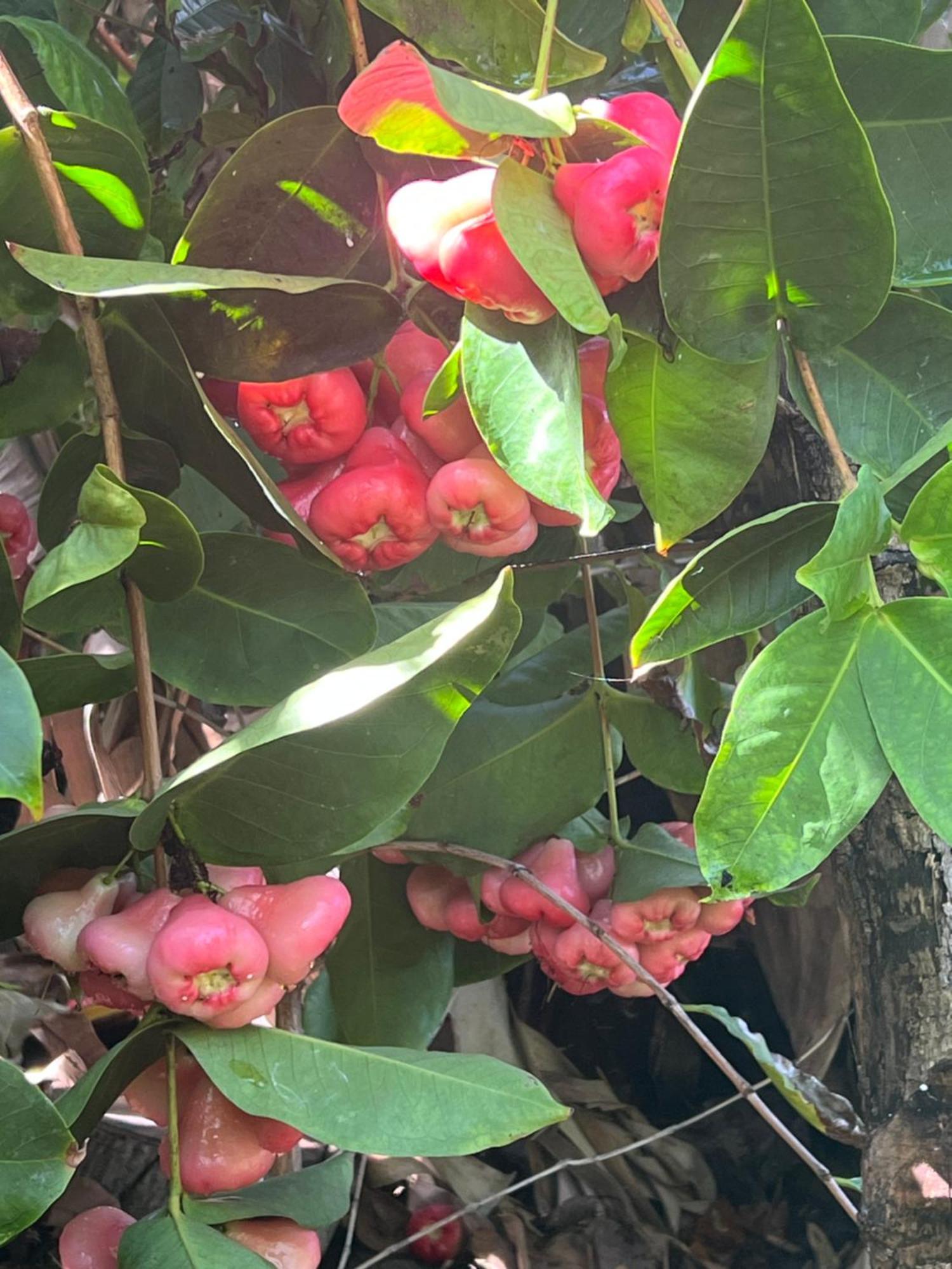Appartamento Tijarafe 2 Esterno foto
